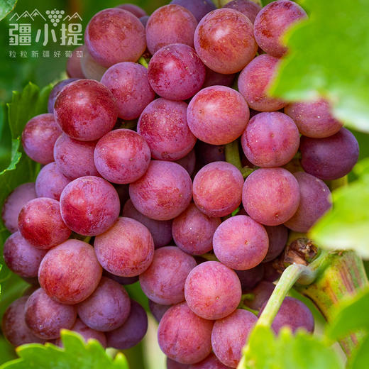 新疆 疆小提 火焰无核 玻璃翠葡萄  脆甜多汁  吃葡萄不吐葡萄皮 商品图3