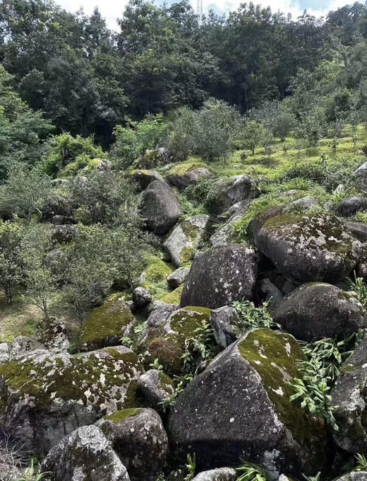 2025【曼岗岩韵】岩石缝里钻出来古树茶 商品图13