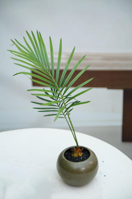 铁树宝宝 商品图3