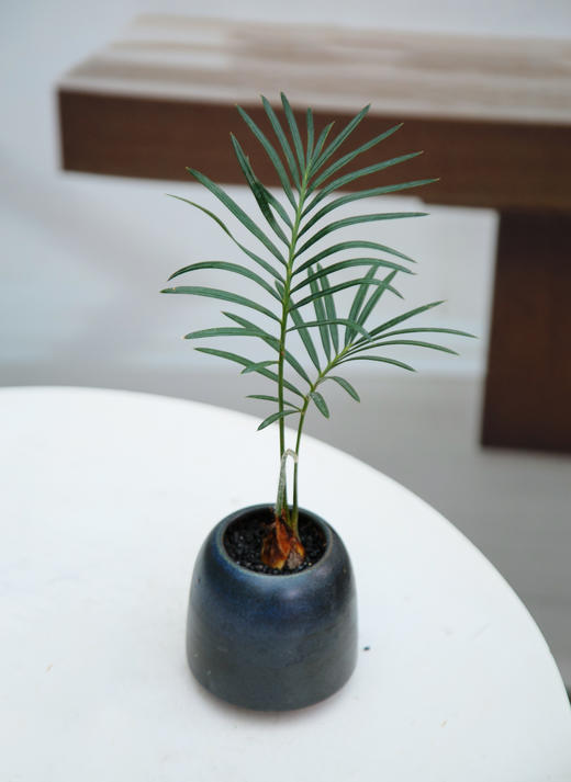 铁树宝宝 商品图5