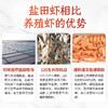大黄鲜森 熟冻盐田虾 300g*4 商品缩略图1