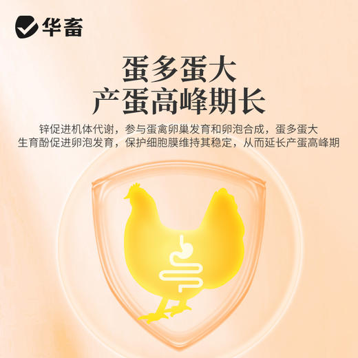 华畜 石头蛋 蛋多蛋大硬度高品质好 商品图4