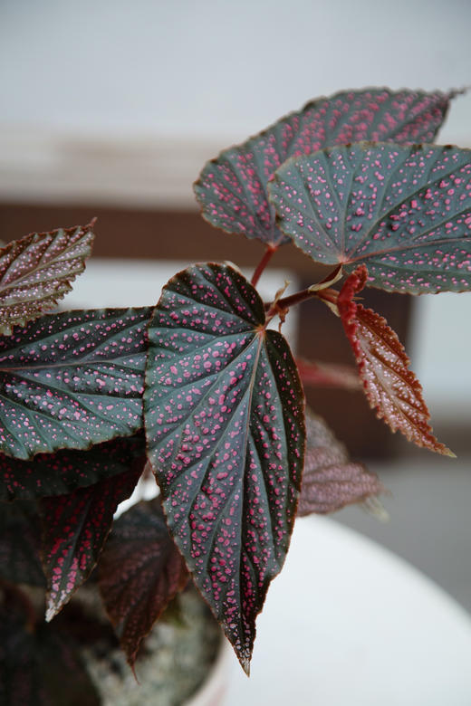 观叶海棠 商品图1