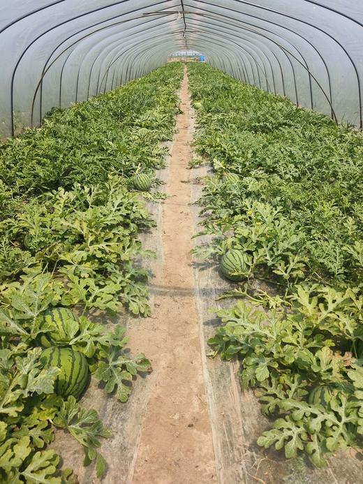 正大西瓜2只/礼盒【NB】 商品图2