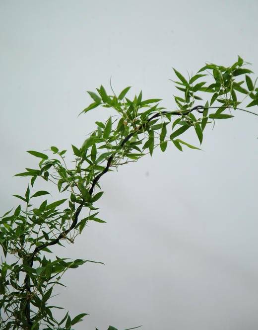 小叶簕竹 商品图1