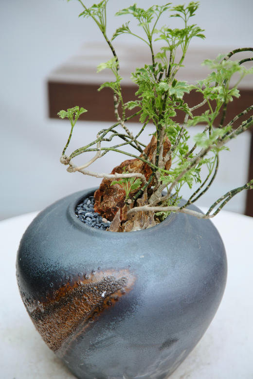 金边福禄桐 商品图2