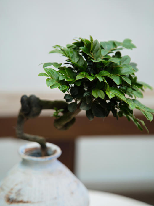 提根紫檀 商品图2