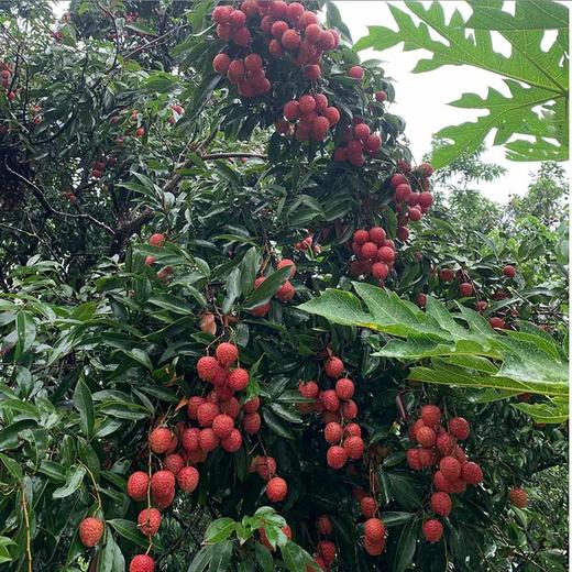 现货海南妃子笑荔枝5斤现摘3斤新鲜水果当季整箱包邮顺丰 商品图1