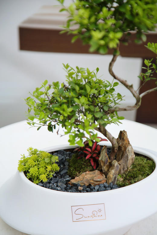 造型赤楠 商品图2