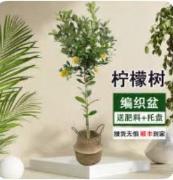 1.8米香水柠檬树*1棵 商品图0