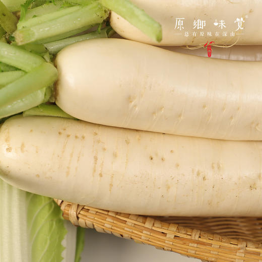 【预售7月5号/6号发货】生态高原白萝卜（农场直发-顺丰包邮）|5斤/份，来自四川小金，生产者：吴明清【合作生产，公平贸易】 商品图5