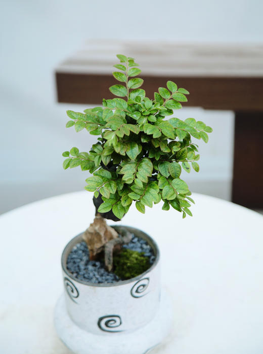 提根紫檀 商品图1