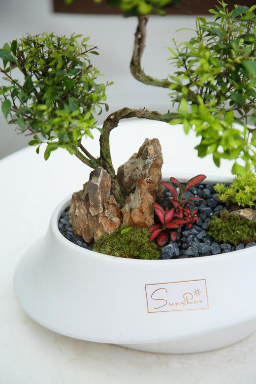 造型赤楠 商品图1