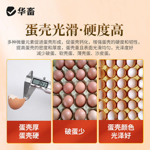 华畜 石头蛋 蛋多蛋大硬度高品质好 商品图3