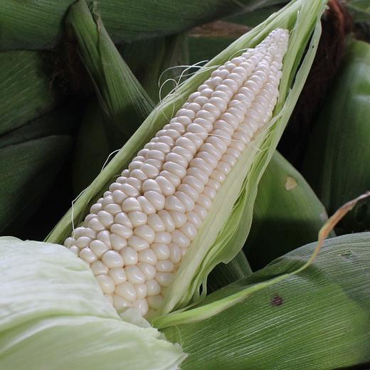 2025年农家新鲜带皮甜糯生白玉米糯牛奶粘黏玉米棒子当季蔬菜现摘 颗粒3比1。3个白色，1个黄色 商品图2
