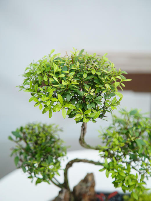 造型赤楠 商品图2