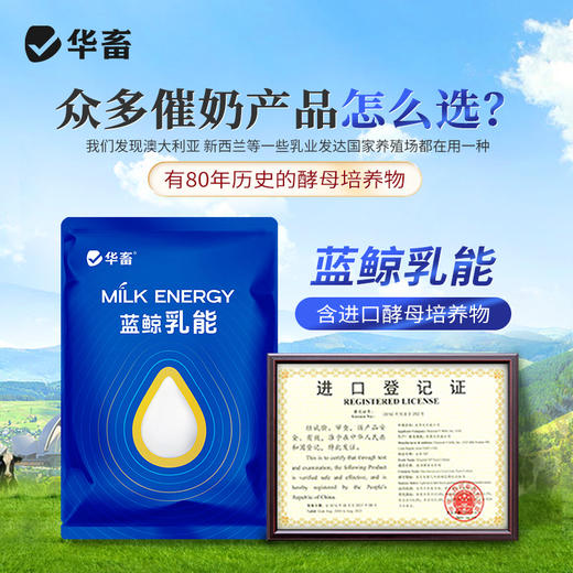 华畜 蓝鲸乳能 含进口酵母培养物 吃的多奶水好吸收好 商品图5