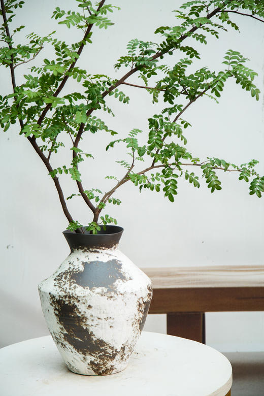 造型红芽清香木 商品图2