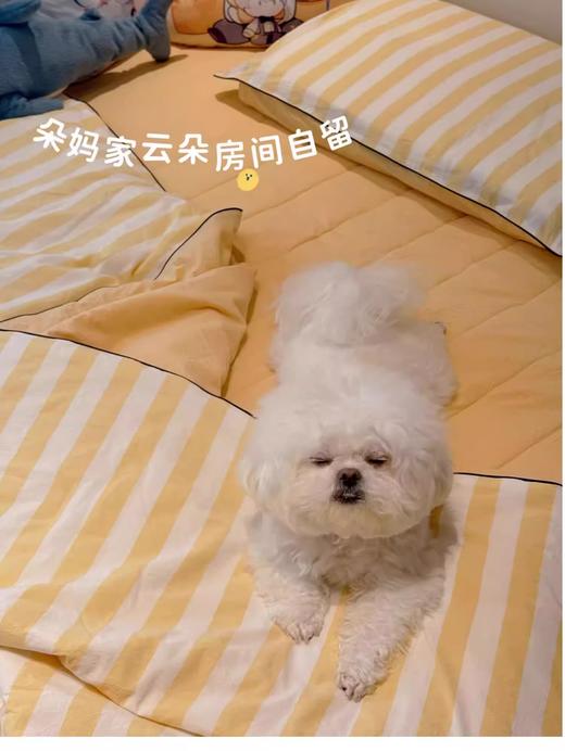 【花粉团购】 韩国夏日条纹夏凉被+床垫+枕套四件套 商品图3