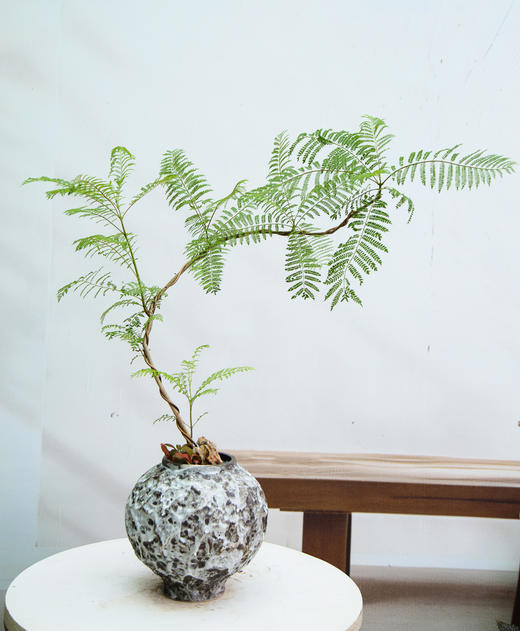 造型蓝花楹 商品图0