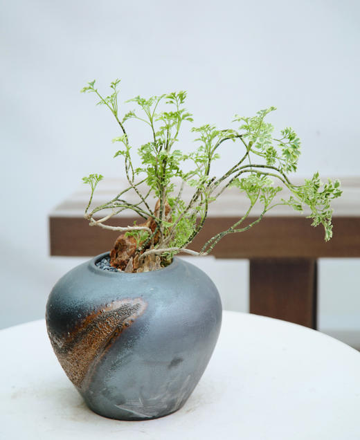 金边福禄桐 商品图0