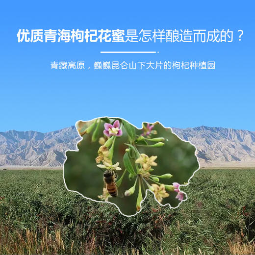 有机枸杞花蜂蜜礼盒 高档蜂蜜礼盒520g 【260g/瓶*2瓶】包邮 商品图8