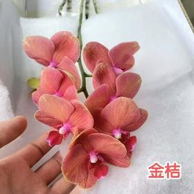 兰花 | 蝴蝶兰金桔（可能有轻微瑕疵不售后，介意慎拍）