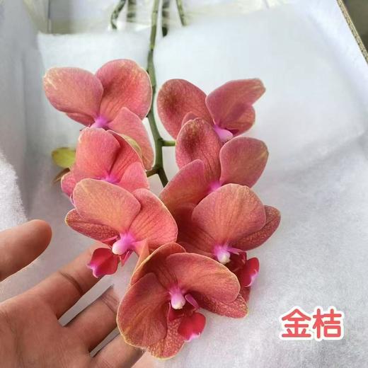 兰花 | 蝴蝶兰金桔（可能有轻微瑕疵不售后，介意慎拍） 商品图0