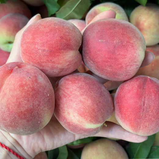 新鲜水果   香甜可口 柳陂春雪蜜桃 3斤装 商品图1