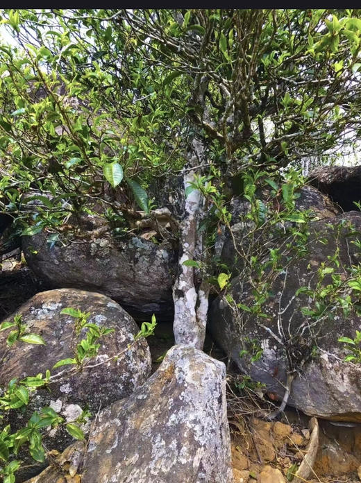 2025【曼岗岩韵】岩石缝里钻出来古树茶 商品图12