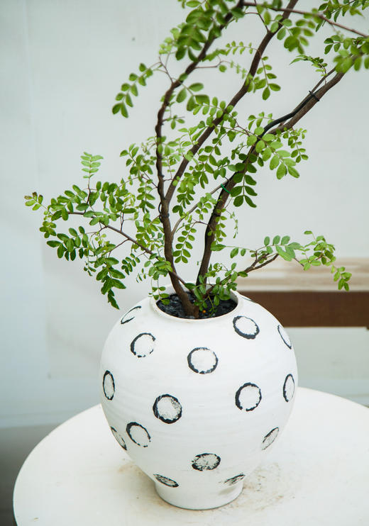 造型红芽清香木 商品图2