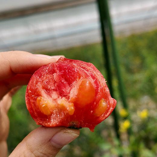 笙绿农业草莓番茄 商品图1