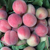 新鲜水果   香甜可口 柳陂春雪蜜桃 3斤装 商品缩略图0