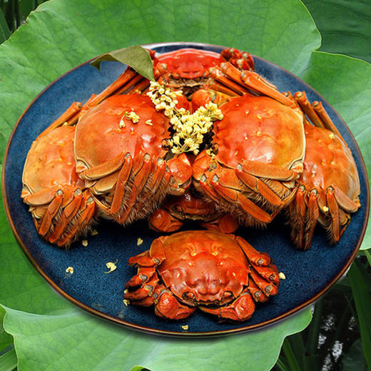 蟹园阳澄湖大闸蟹礼券1388型（公蟹4.0两4只，母蟹3.0两4只） 商品图4