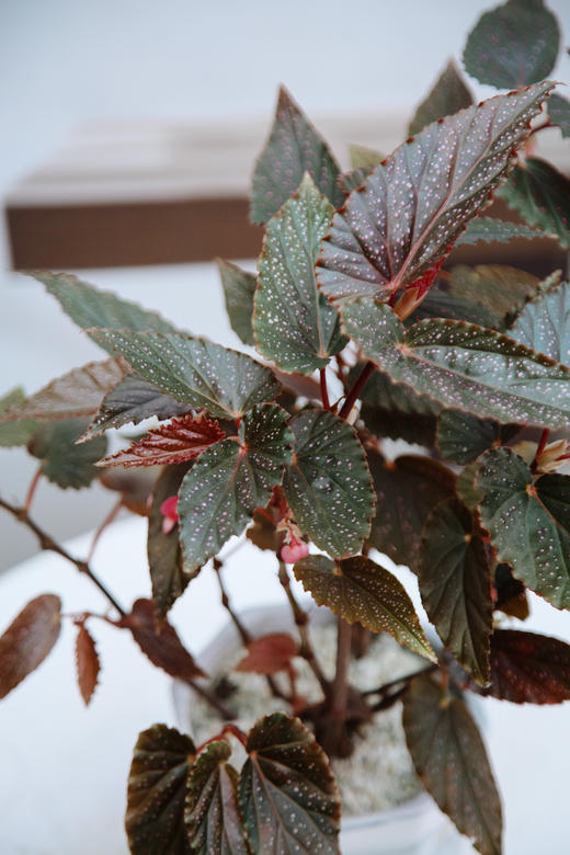 观叶海棠 商品图1