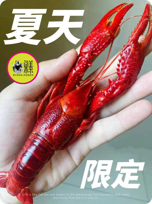 产地直发💝阳澄湖清水炮头小龙虾🦞30只装（顺丰包邮） 商品图4