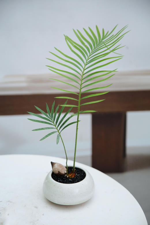 铁树宝宝 商品图6