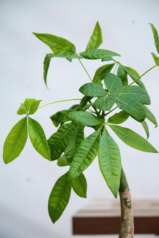 怪头发财树 商品图1