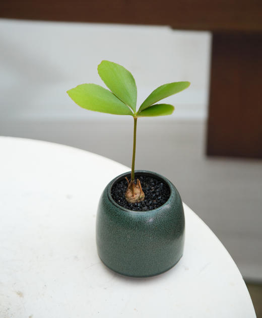 墨西哥铁 商品图0