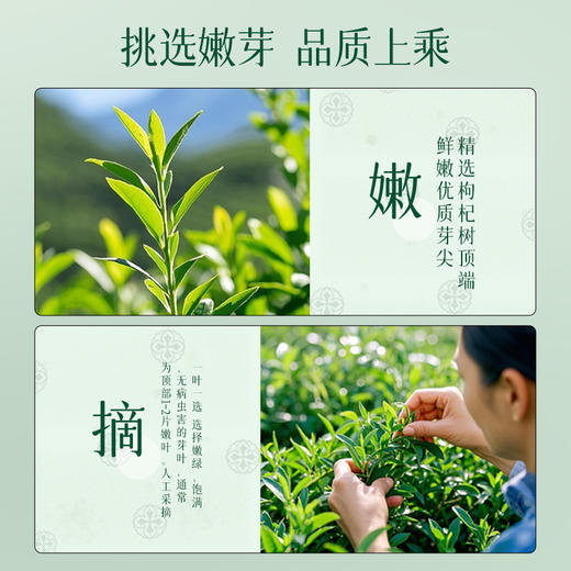 有机枸杞芽茶礼盒 青海特色枸杞芽茶（5g*20小袋）100g/盒 包邮 商品图3