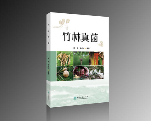竹林真菌 &2911 商品图0