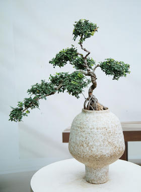 造型榆树