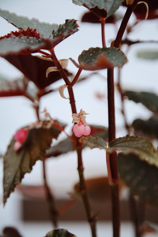 观叶海棠 商品图2