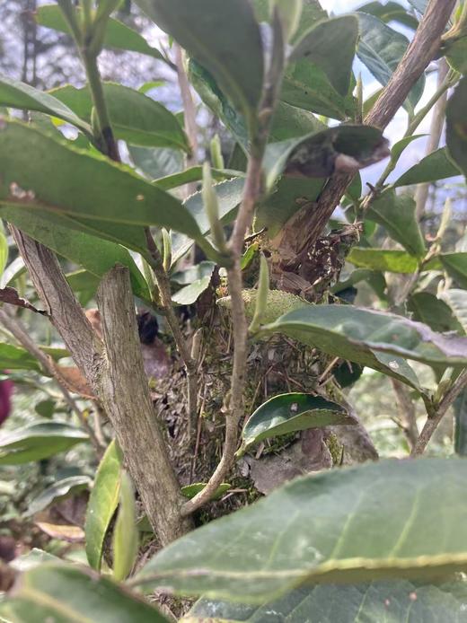 2025年荒野白茶，做时间的朋友 商品图1