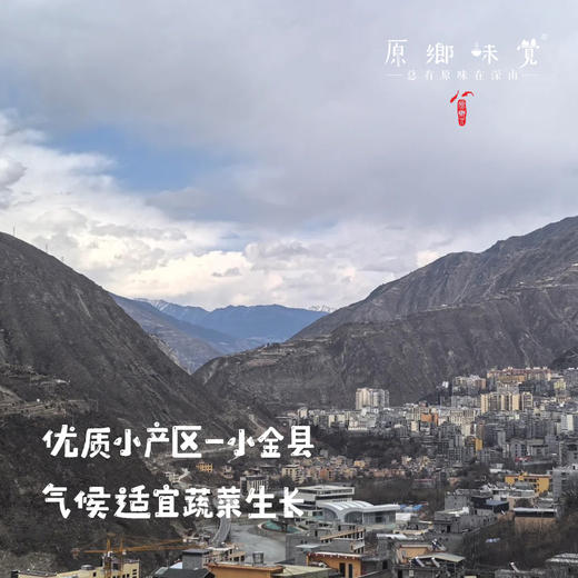 【预售7月5号/6号发货】生态高原白萝卜（农场直发-顺丰包邮）|5斤/份，来自四川小金，生产者：吴明清【合作生产，公平贸易】 商品图7