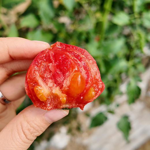 笙绿农业草莓番茄 商品图3