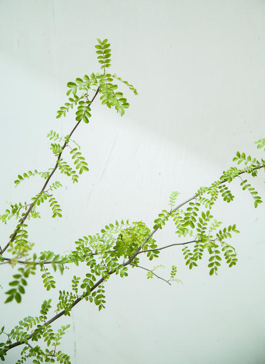 造型红芽清香木 商品图1