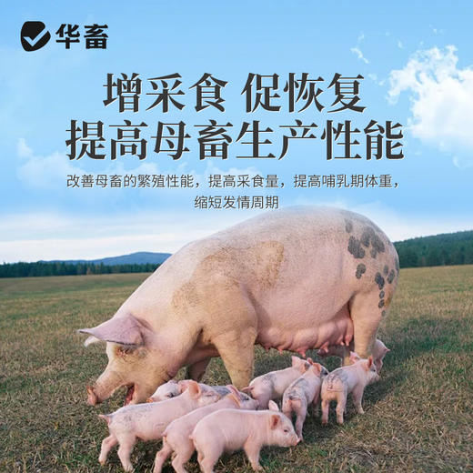 华畜 蓝鲸乳能 含进口酵母培养物 吃的多奶水好吸收好 商品图4