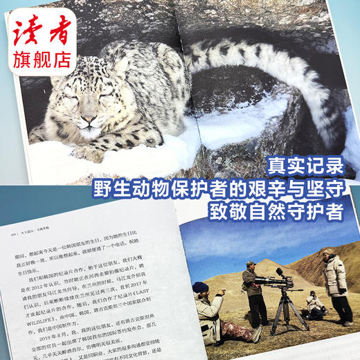 《寻找雪豹—大王巡山》 王鹏/著 揭秘雪山之王 读者出版社 商品图5