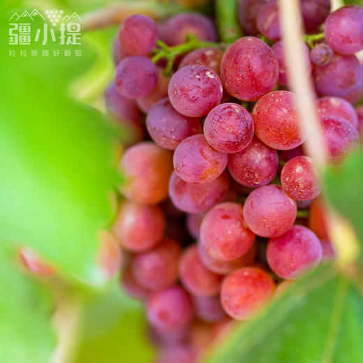 新疆 疆小提 火焰无核 玻璃翠葡萄  脆甜多汁  吃葡萄不吐葡萄皮 商品图1